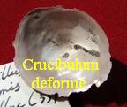 Crucibulum (Bicabillus) deforme, Lamarck 1822