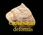 Crucibulum deformis, Lamarck 1822