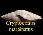 Cryptoconus marginatus bistriatus, Deshayes,1834