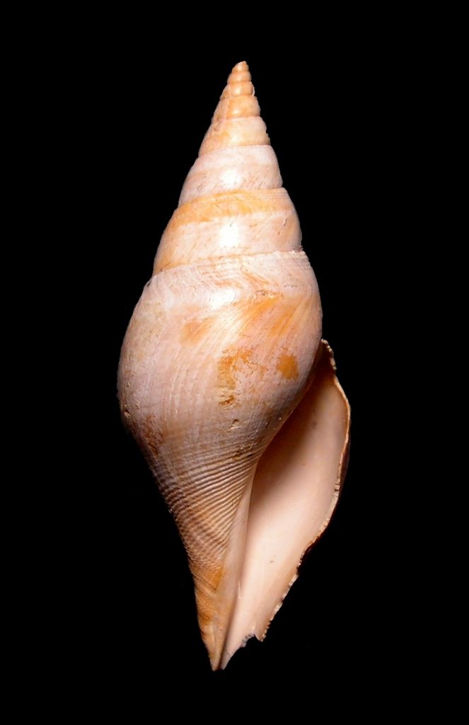 Cryptoconus - † Cryptoconus priscus (Solander in Brander, 1766) - Lutétien (Bassin Parisien) Cryprisc12
