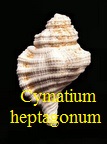 Cymatium heptagonum, Brocchi 1814 