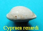 Cypraea (Propustularia) renardi, Dolin 1998
