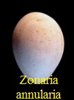 Cypraea (Zonaria) annularia, Brongniart 1823