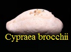 Cypraea brocchii, Grateloup 1825
