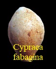 Cypraea cf fabagina, Lamarck 1810