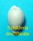 Schilderia decorticata, Defrance 1826