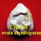 Cypraea ovata caputviperae, Martin 1899