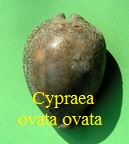 Cypraea ovata ovata, Martin 1879 java