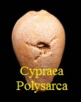 Cypraea polysarca, Cossmann 1903