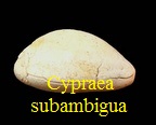 Cypraea subambigua, d' Orbigny 1852