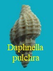 Daphnella pulchra, Peyrot 1932
