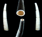 Entalis basterori (Cossmann & Peyrot)