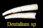 Dentalium 