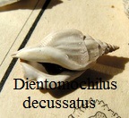 Dientomochilus decussatus, Defrance 1825
