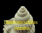 Dientomochilus ornatus, Deshayes 1835
