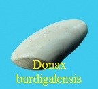 Donax burdigalensis, Defrance 1819