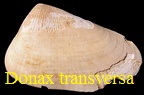 Donax transversa, Deshayes 1830