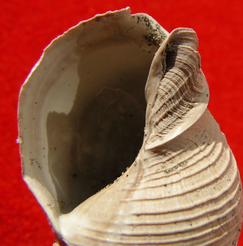 Nassariidae - † Dorsanum veneris (Faujas, 1817) - Burdigalien (Martillac) Dorsvene_0
