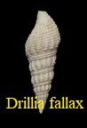 Drillia (Crassispira) fallax, Grateloup