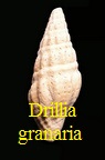 Drillia granaria szobensi, Csepreghy-Mez. 1956