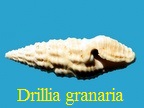 Drillia granaria, Dujardin 1837