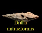 Drillia mitræformis, Benoist 1874