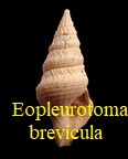 Eopleurotoma brevicula, Deshayes 1834