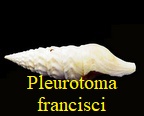 Eopleurotoma francisci, de Raincourt 1876