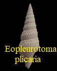 Eopleurotoma plicaria distinguenda, De Boury 1899