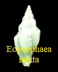 Volutilithes Eopsephaea mixta, Deshayes 1835 