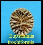 Eupsammia trochiformis, Lamarck