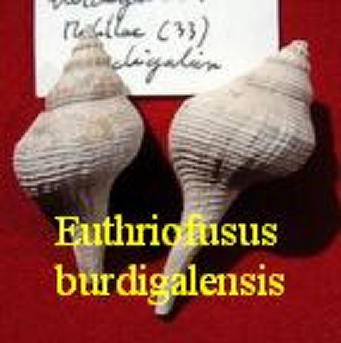 Euthriofusus burdigalensis, Defrance 1820