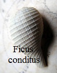 Ficus conditus, Brongniard 1823