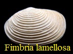 Fimbria lamellosa, Lamarck 1806