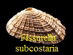 Fissurella subcostaria, d' Orbigny 1853