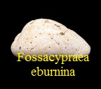 Fossacypraea eburnina, Grateloup 1847