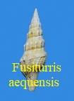 Fusiturris aequensis, Grateloup 1832