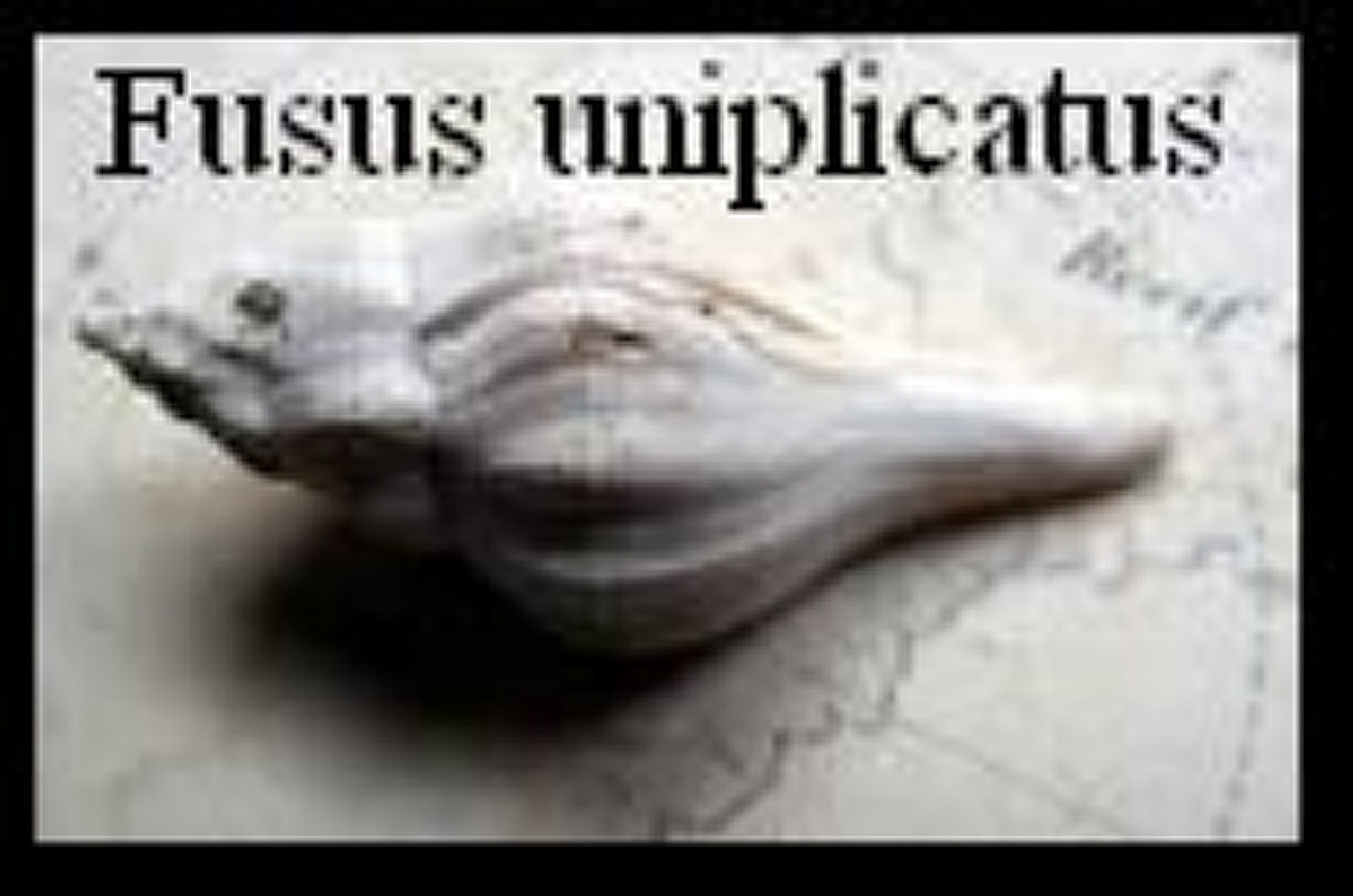 Fusus uniplicatus
