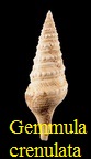Gemmula crenulata, Lamarck 1804