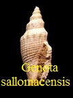 Genota sallomacensis