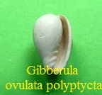 Gibberula ovulata polyptycta, Cossmann 1889