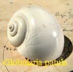 Globularia patula, Lamarck 1804
