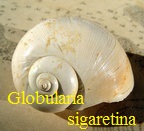 Globularia sigaretina, Lamarck 1804