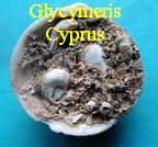 Glycymeris Cyprus