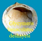 Glycymeris, bimaculatus, deshayesi, Mayer 1868