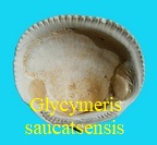 Glycymeris saucatsensis, Mayer 1868