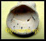 Glycymeris sp 