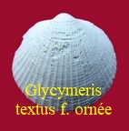 Glycymeris textus f. ornée