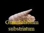 Granulolabium substriatum, Lamarck 1804