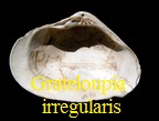 Grateloupia irregularis, Basterot 1825
